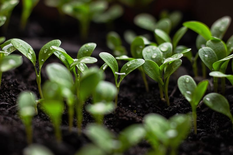 Sustainable Garden Projects